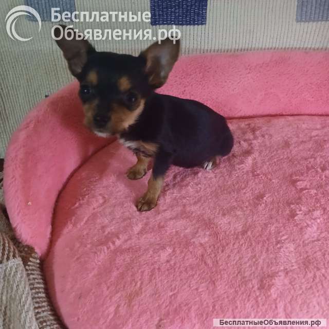 Чихуахуа мальчик для души