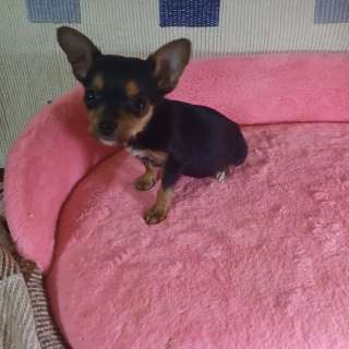 Чихуахуа мальчик для души