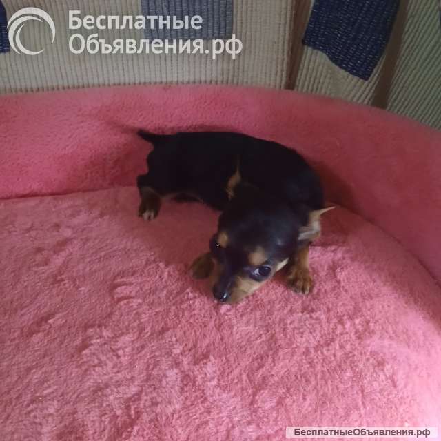 Чихуахуа мальчик для души