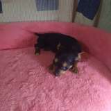 Чихуахуа мальчик для души