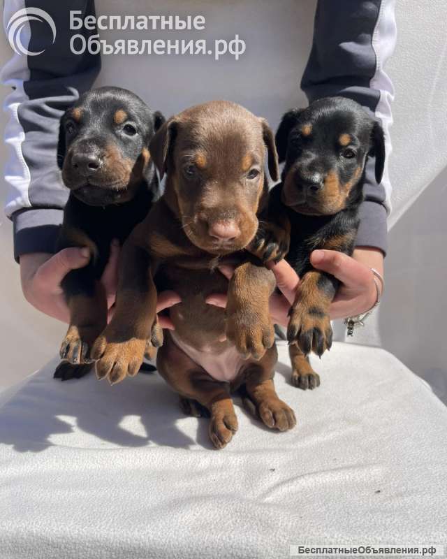 Доберман Красивые щенки