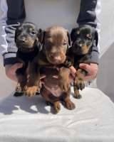 Доберман Красивые щенки