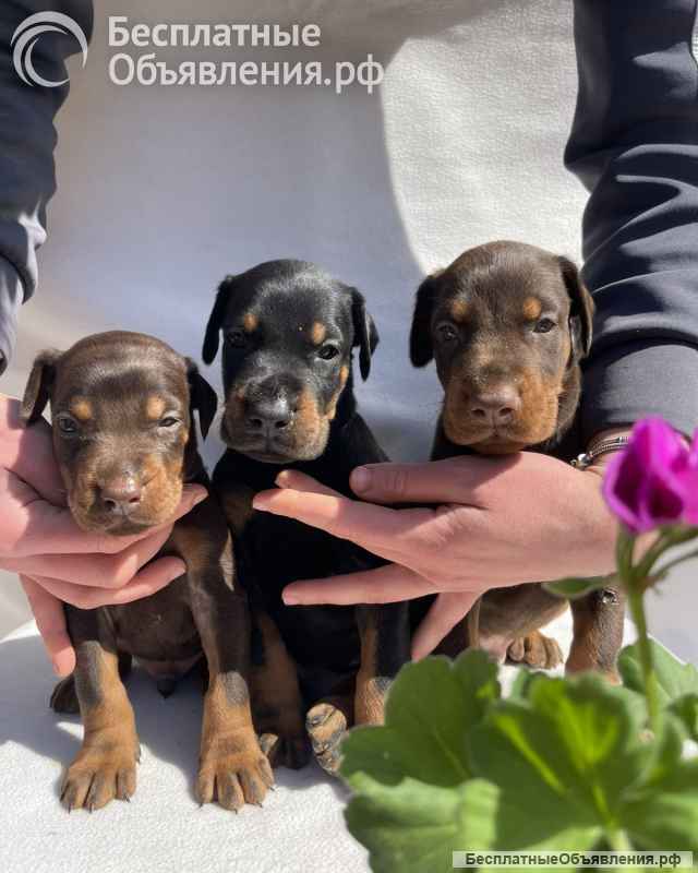 Доберман Красивые щенки