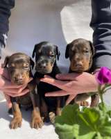 Доберман Красивые щенки