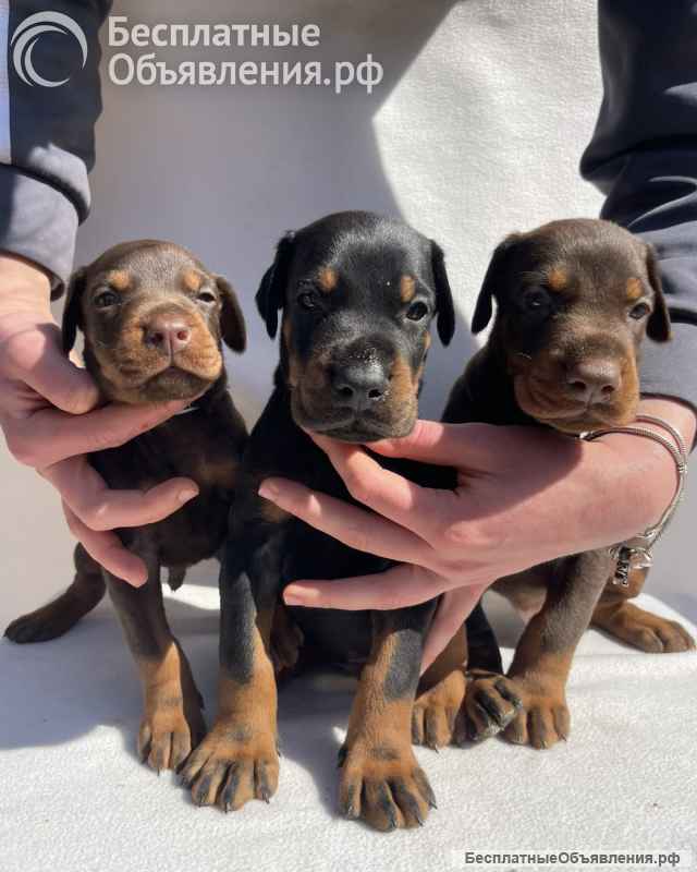 Доберман Красивые щенки