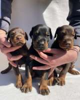 Доберман Красивые щенки