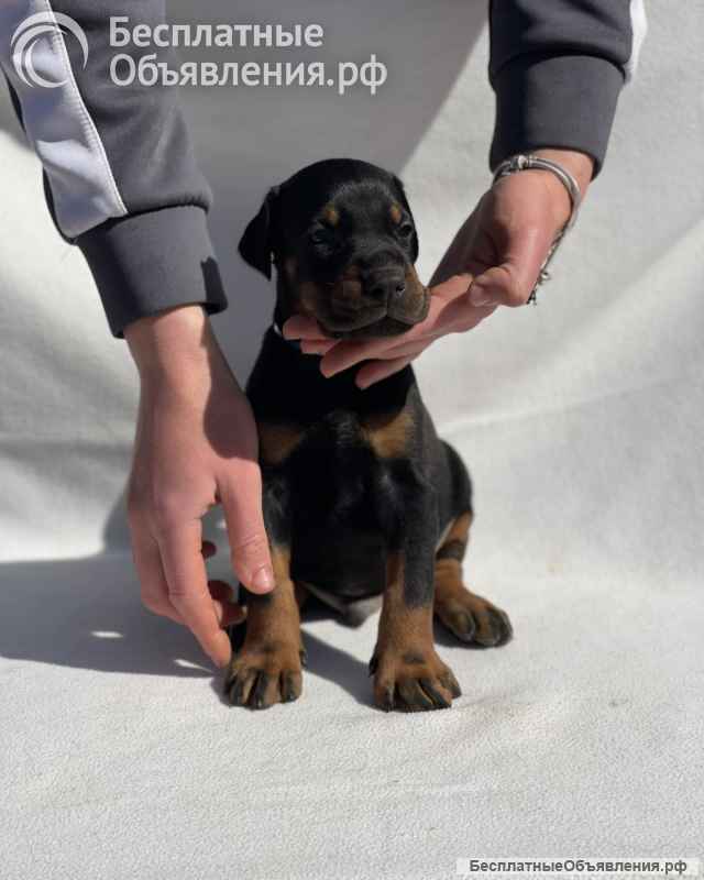 Доберман Красивые щенки