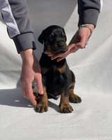Доберман Красивые щенки