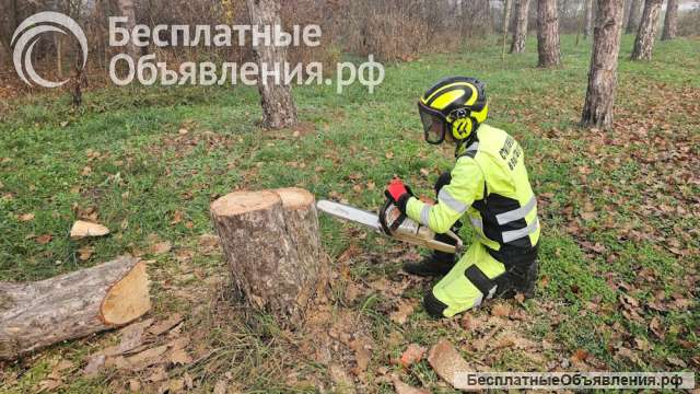 Профессиональные услуги арбориста в Краснодарском крае