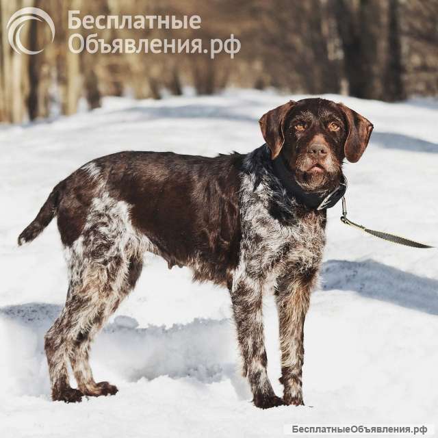 Немецкий дратхаар Линда в добрые руки