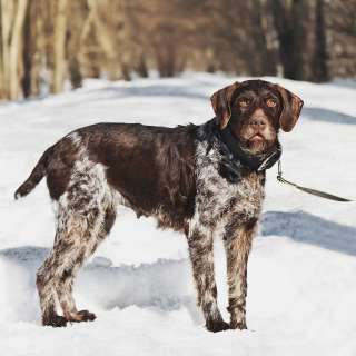 Немецкий дратхаар Линда в добрые руки