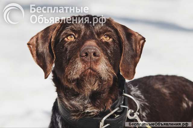 Немецкий дратхаар Линда в добрые руки