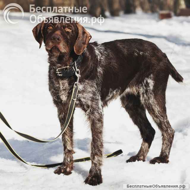 Немецкий дратхаар Линда в добрые руки