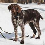 Немецкий дратхаар Линда в добрые руки