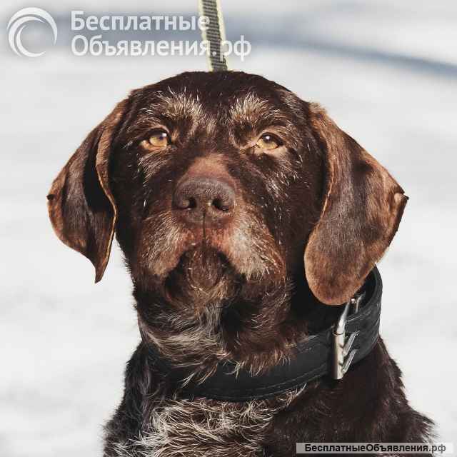 Немецкий дратхаар Линда в добрые руки