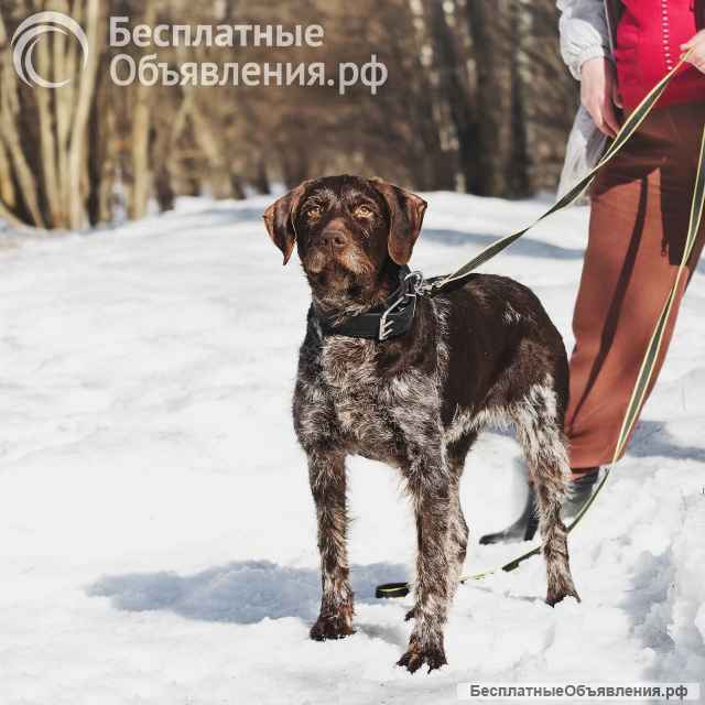 Немецкий дратхаар Линда в добрые руки