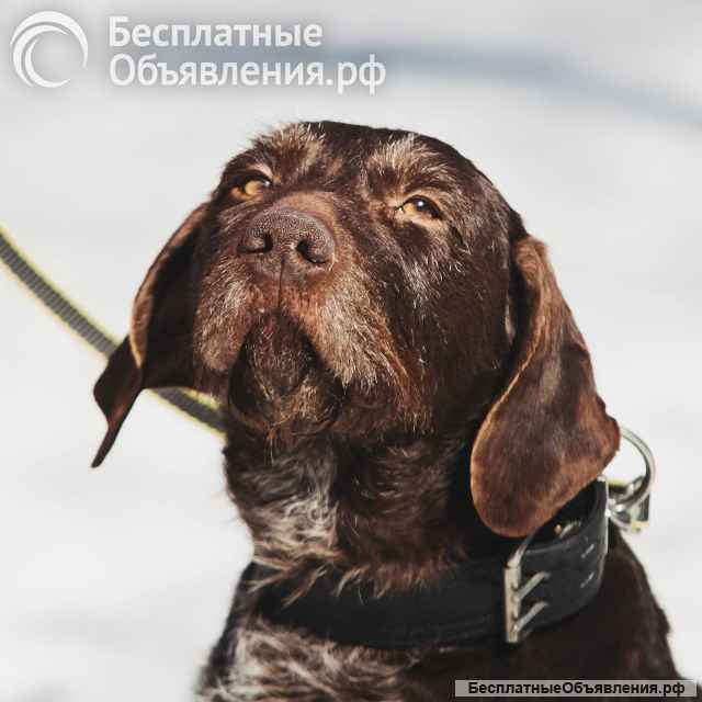 Немецкий дратхаар Линда в добрые руки