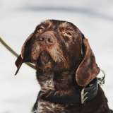 Немецкий дратхаар Линда в добрые руки