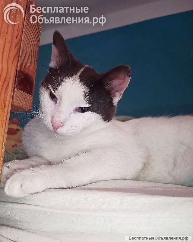 Зюфа ищет дом