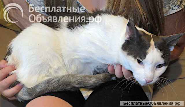 Зюфа ищет дом