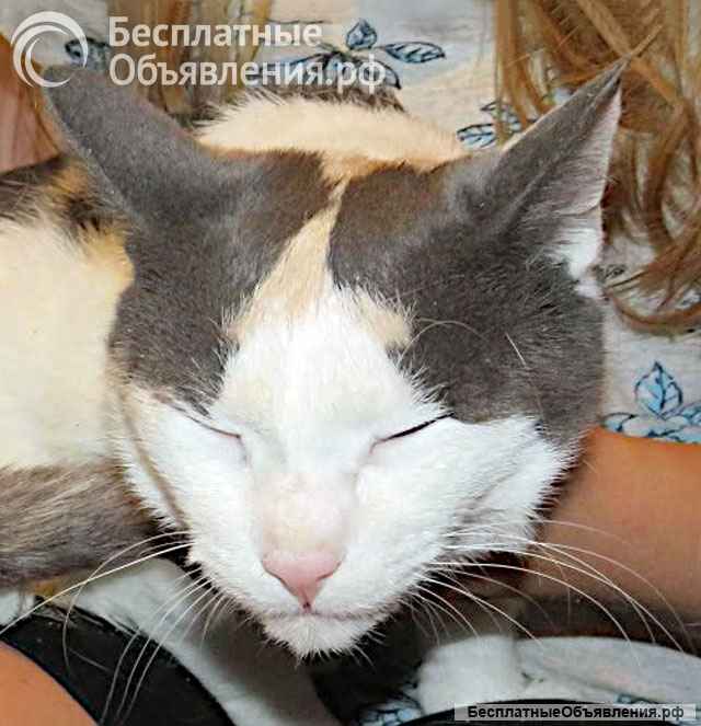 Зюфа ищет дом