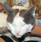 Зюфа ищет дом