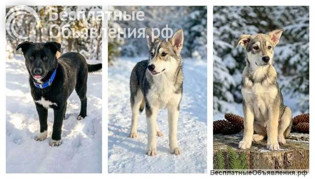 Три щенячьх сердца ищут добрых хозяев