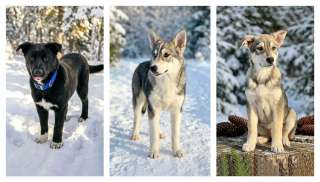 Три щенячьх сердца ищут добрых хозяев