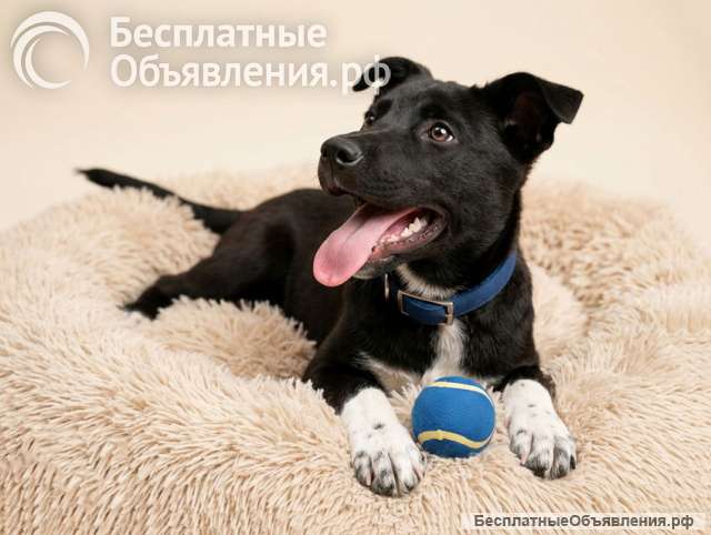 Три щенячьх сердца ищут добрых хозяев