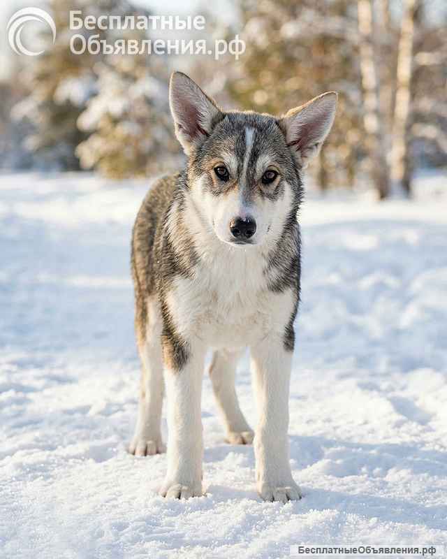 Три щенячьх сердца ищут добрых хозяев