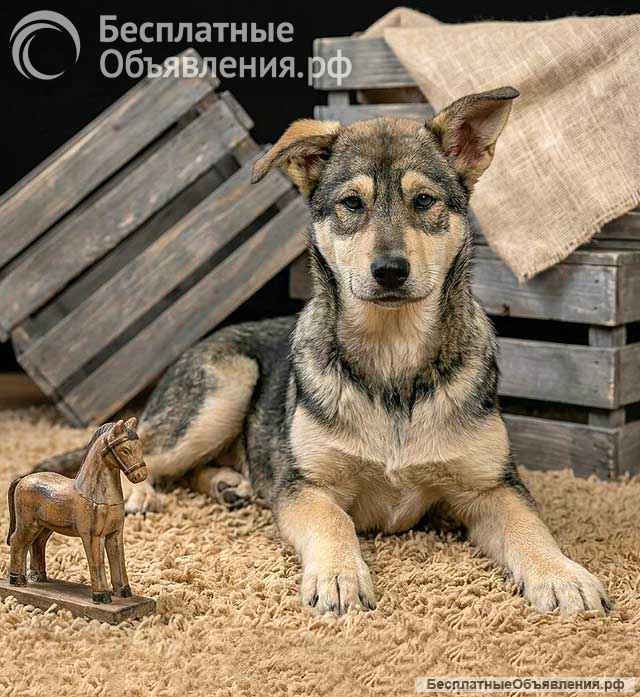 Три щенячьх сердца ищут добрых хозяев