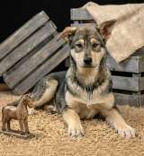 Три щенячьх сердца ищут добрых хозяев