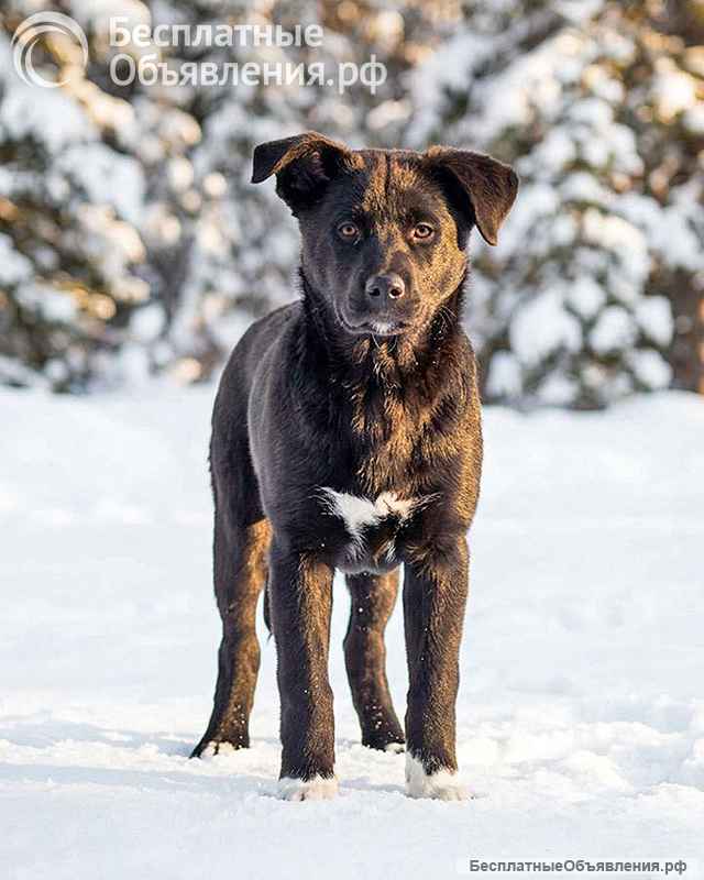 Три щенячьх сердца ищут добрых хозяев