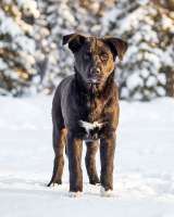 Три щенячьх сердца ищут добрых хозяев