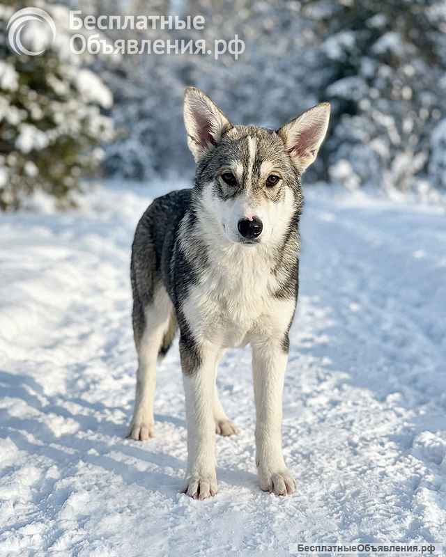Три щенячьх сердца ищут добрых хозяев