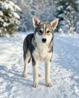 Три щенячьх сердца ищут добрых хозяев