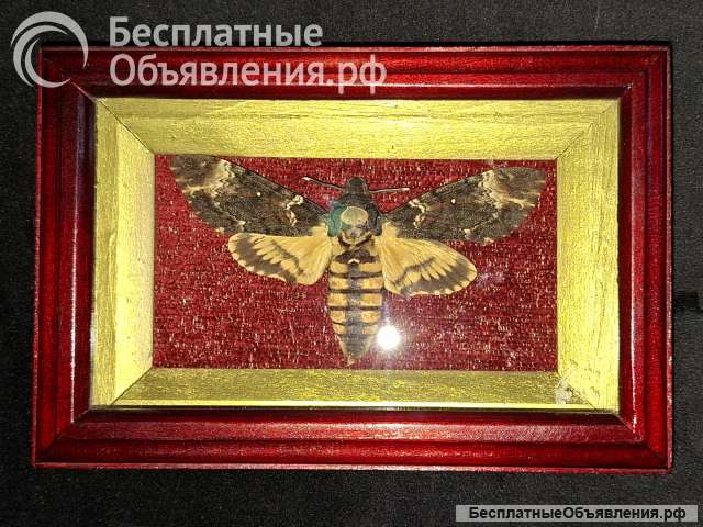 Легендарная бабочка в рамке