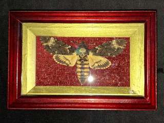 Легендарная бабочка в рамке