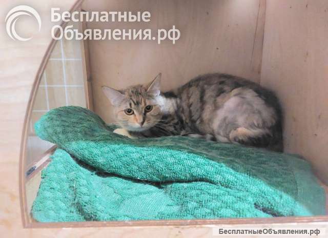 Котенок-подросток девочка Диди ищет дом