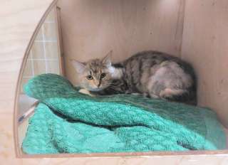 Котенок-подросток девочка Диди ищет дом