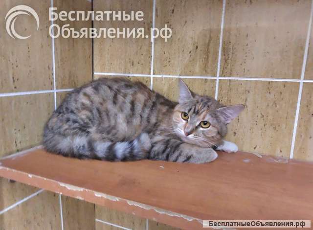 Котенок-подросток девочка Диди ищет дом