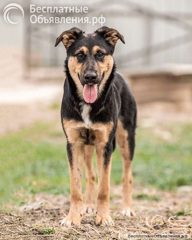 Чудесная ласковая молодая собачка Клепа ищет дом