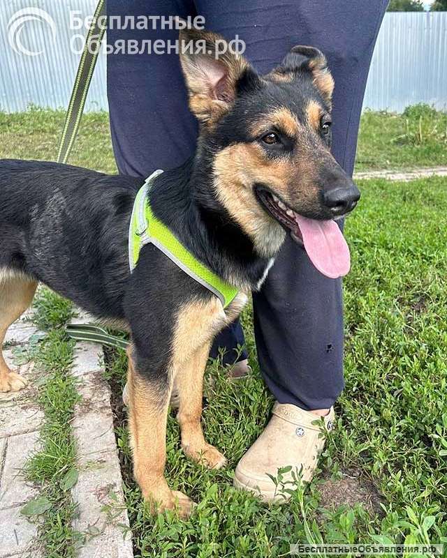 Чудесная ласковая молодая собачка Клепа ищет дом