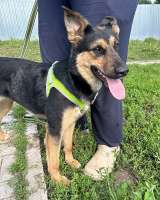 Чудесная ласковая молодая собачка Клепа ищет дом