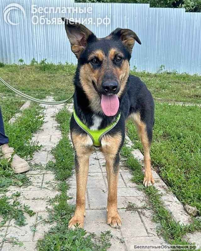 Чудесная ласковая молодая собачка Клепа ищет дом