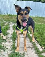 Чудесная ласковая молодая собачка Клепа ищет дом