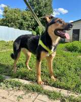 Чудесная ласковая молодая собачка Клепа ищет дом