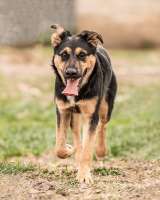 Чудесная ласковая молодая собачка Клепа ищет дом