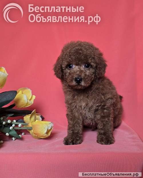 Красный той-пудель/ миниатюрный пудель