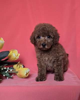 Красный той-пудель/ миниатюрный пудель